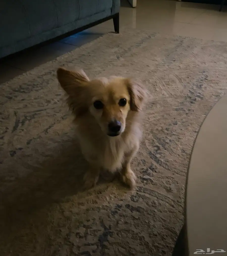 البوميرينيان (Pomeranian) داتشهاوند (Dachshund) 0