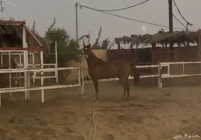 فرس شعبية شقراء 2