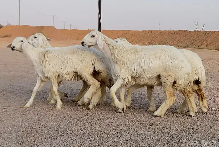 رخال حريات صنف منوة ألقاني(تم البيع) 1