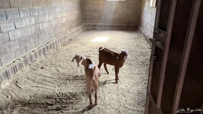 للبيع ماعز 4