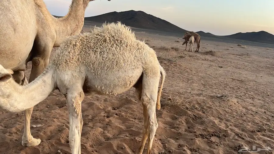 حشو لبانيه بريه العدد ثلاثه قعودين وبكره 1