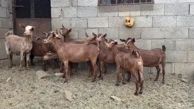 جفار محايلية هجين كلهاري 1