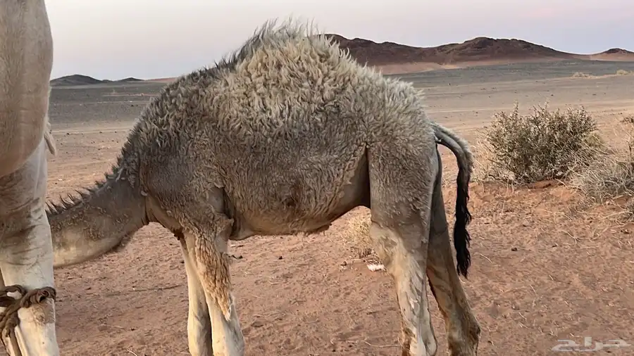 حشو لبانيه بريه العدد ثلاثه قعودين وبكره 0