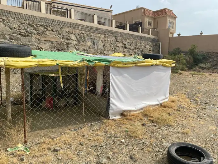 شبك 3