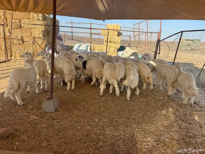 رخال للبيع تم - البيع 5
