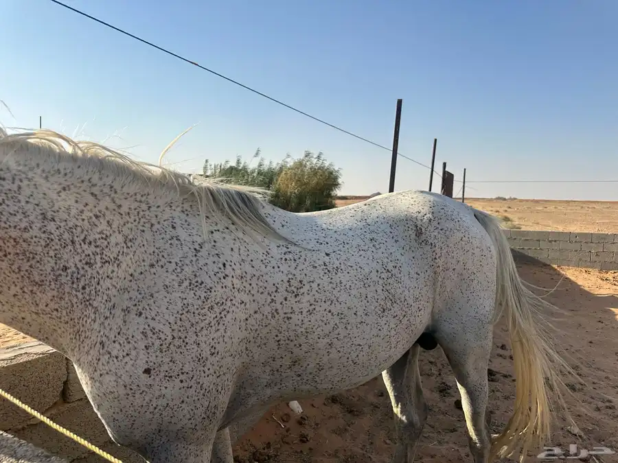 حصان خيل index