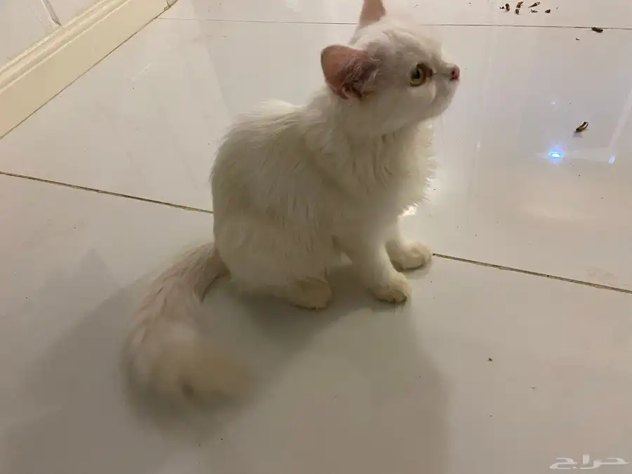قطه للبيع ويعلم الله مافيها شي سبب البيع محتاج 0