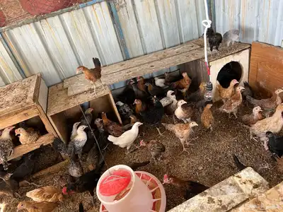 صوص بلدي للبيع أعمارها تقريبا 3اشهر 1