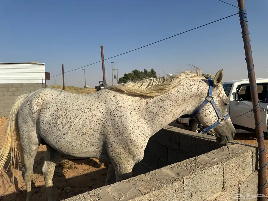 حصان خيل index