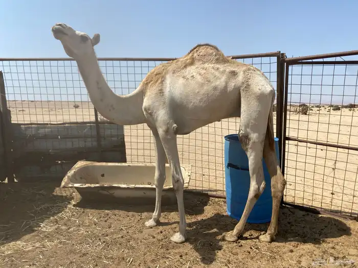 للبيع ركبي 0