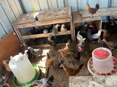 صوص بلدي للبيع أعمارها تقريبا 3اشهر 0