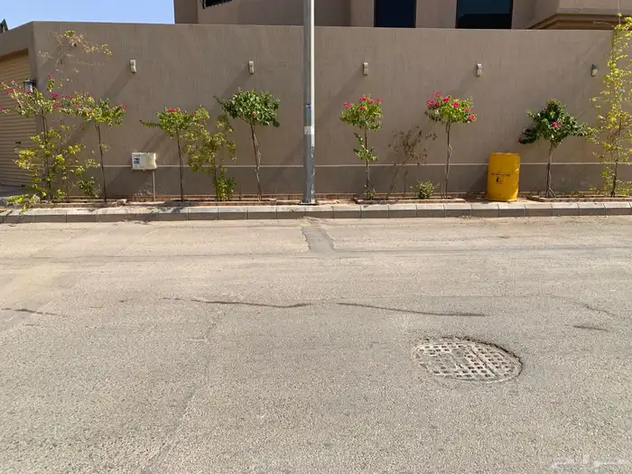شجر جهنميه 3