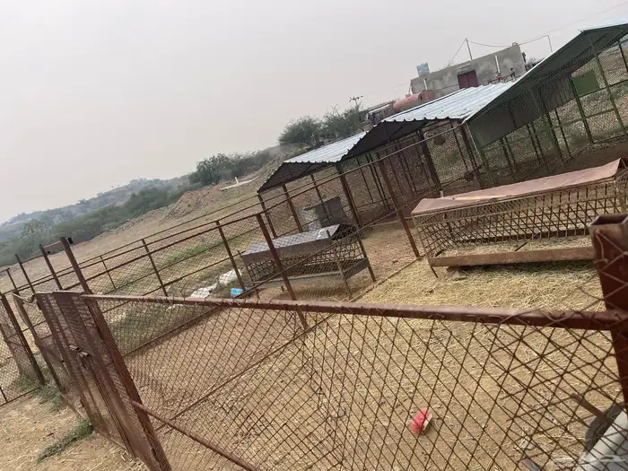 ارض كبيره مع بيت للبيع مع حضائر مغطاه 2