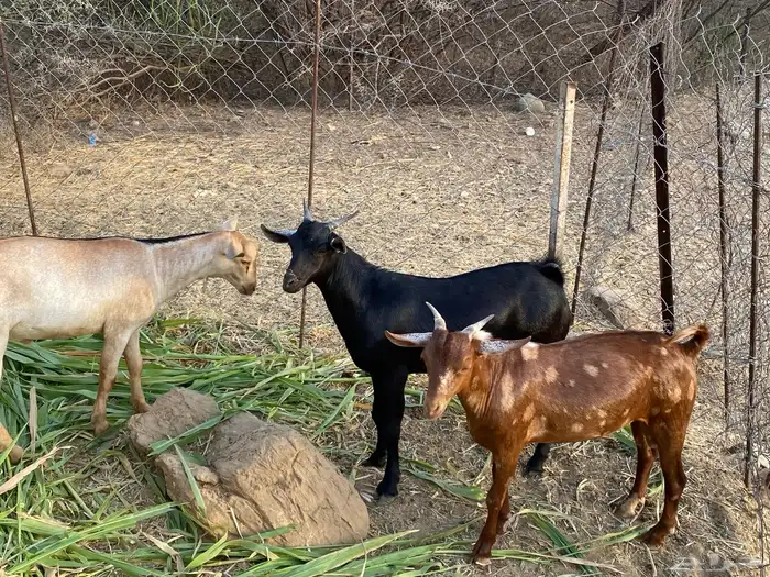 بهم خمسه الى سته شهور العمر 1