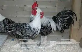 بيض دجاج فيومي وديكوك لتربيه 2