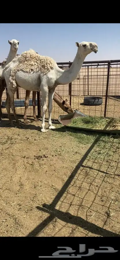 للبيع بكره مفروده 0