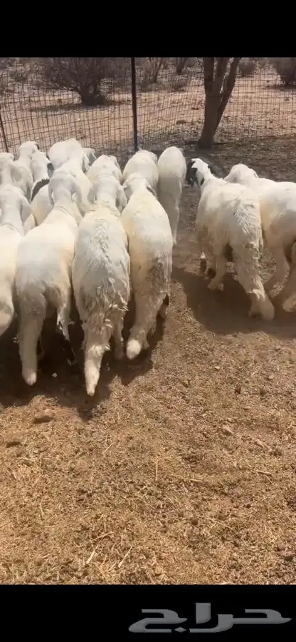سواكن تربيه شبيه الحري 1