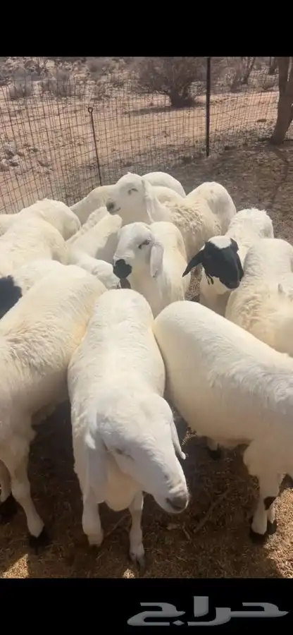 سواكن تربيه شبيه الحري 0