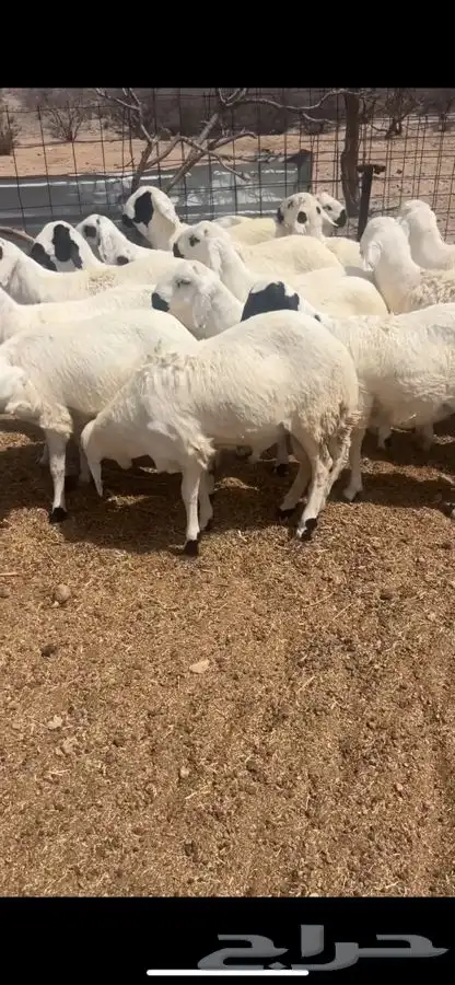سواكن تربيه شبيه الحري 2