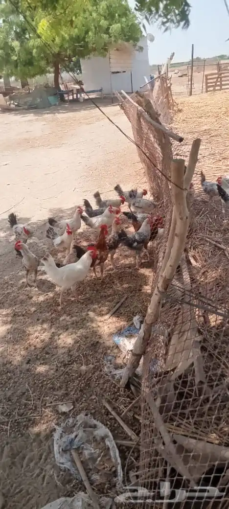 القنفدة القوز 1