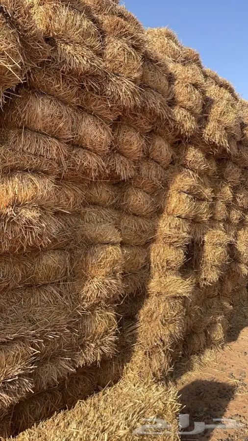 تبن بر انتاج 2023 ناعم وشد طيب 11