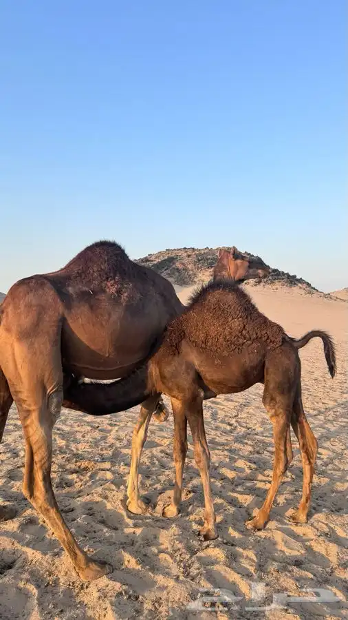 قعود احمر index