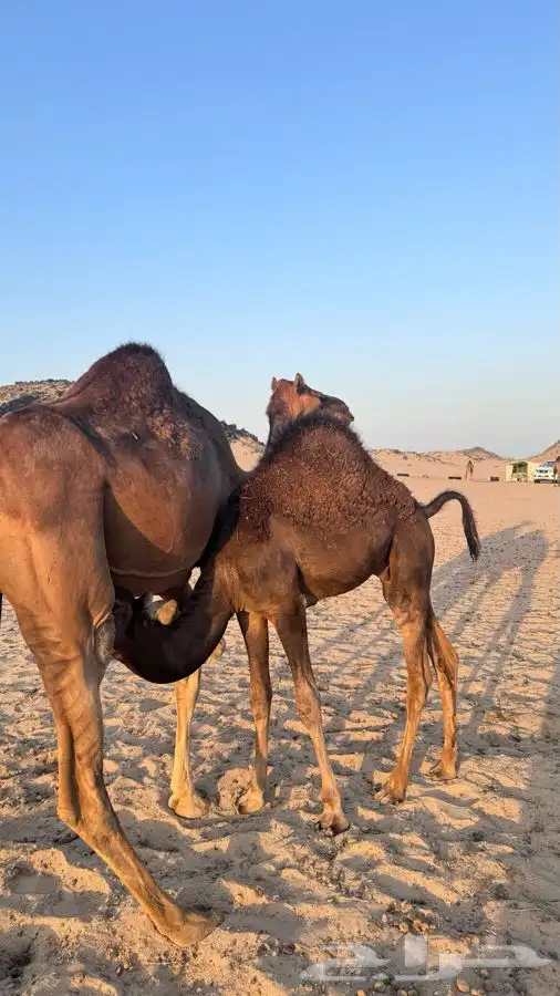قعود احمر index