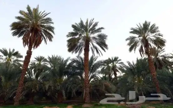 مطلوب سايس خيل خبره 0