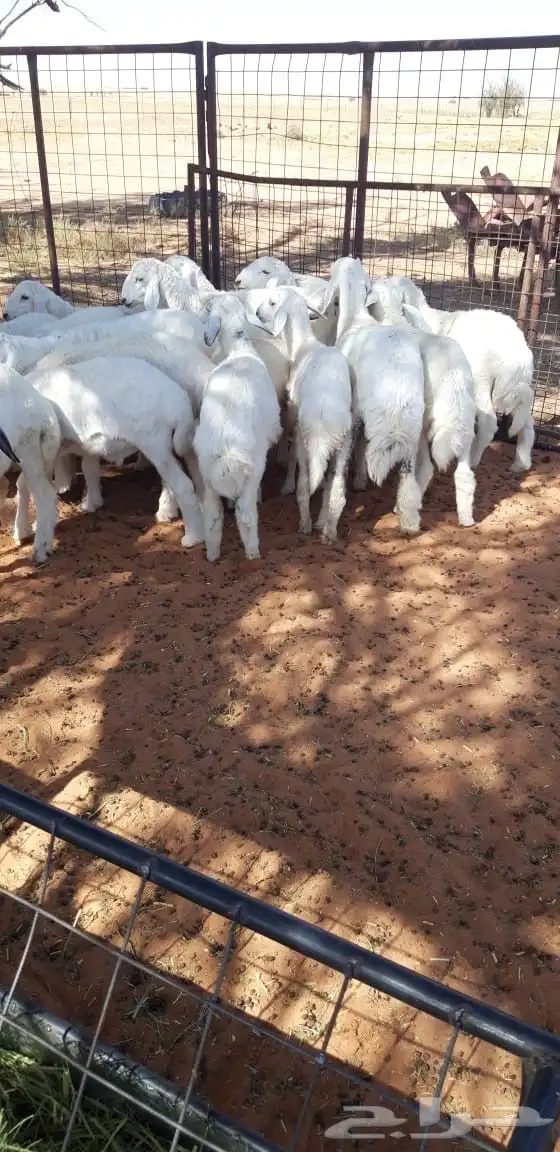 20 هرفي حريات البيع سمح ومستعجل اخر واحد يربح 1