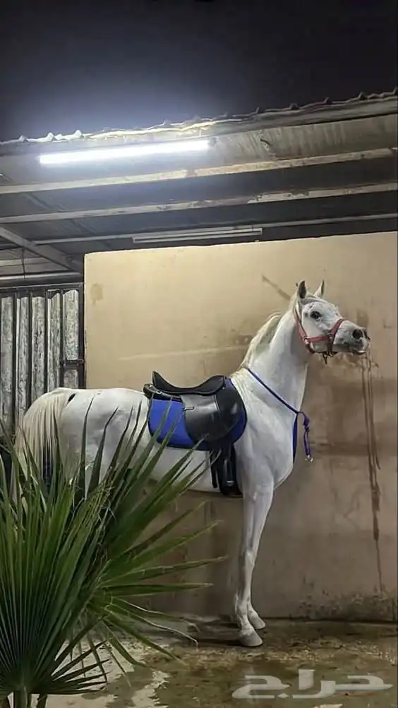 خيل عربي 0