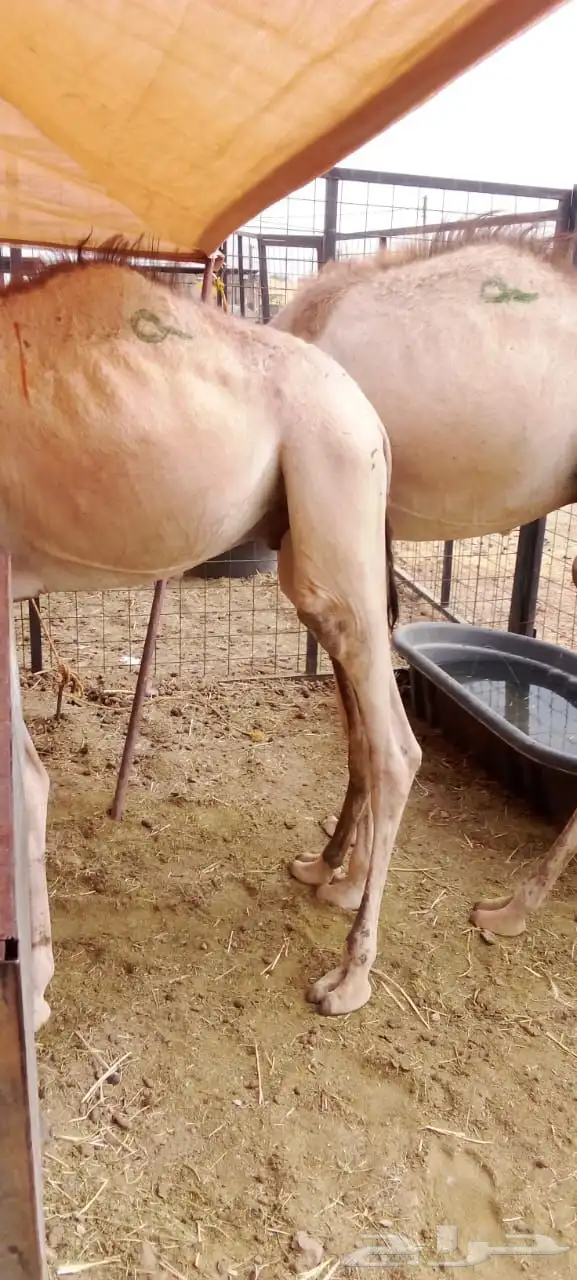 حلال مربي جمله للزواج والمناسبات والتجار 4