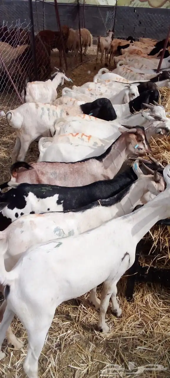 حلال مربي جمله للزواج والمناسبات والتجار 3