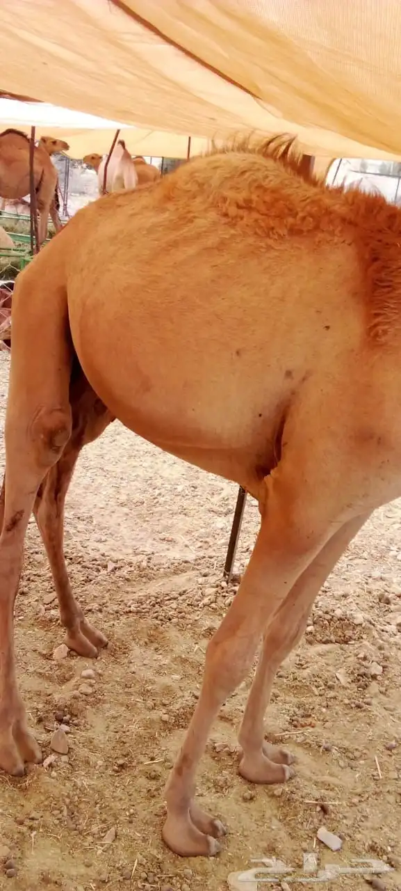 حلال مربي جمله للزواج والمناسبات والتجار 5