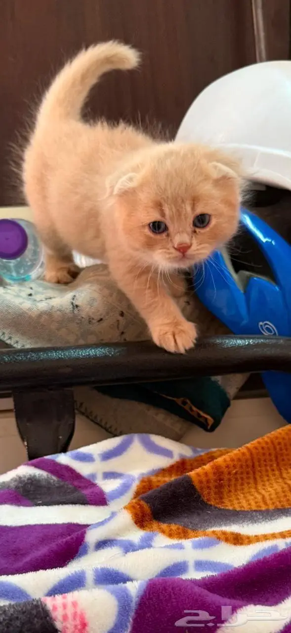 سكوتش إيناث3 2