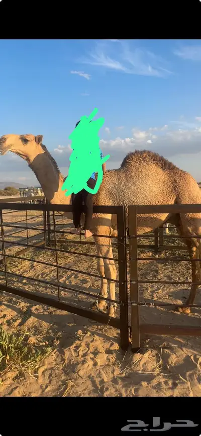 قعود مشروع فحل 3