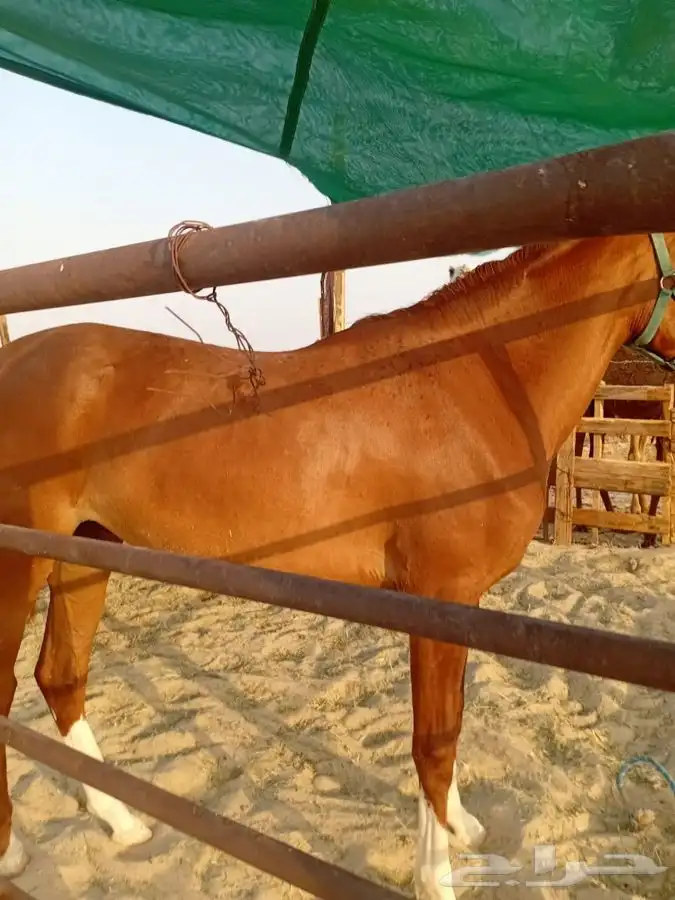 فرس شعبية جاهزه للتشبيه 2