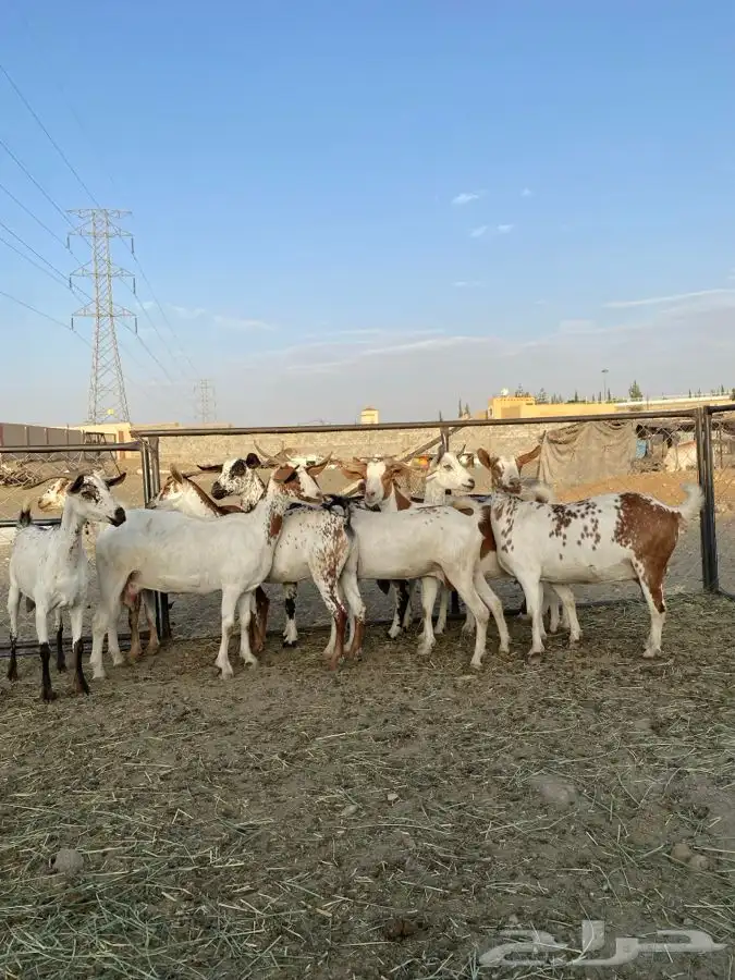 معزا حص بقش صنف الصنف 4
