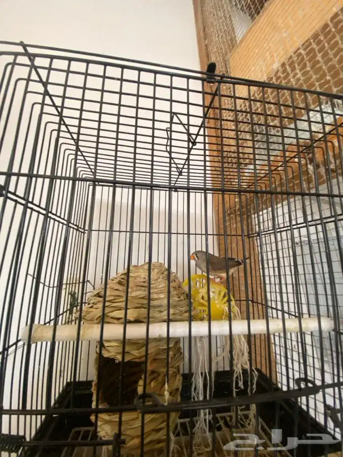 ازواج للبيع 4