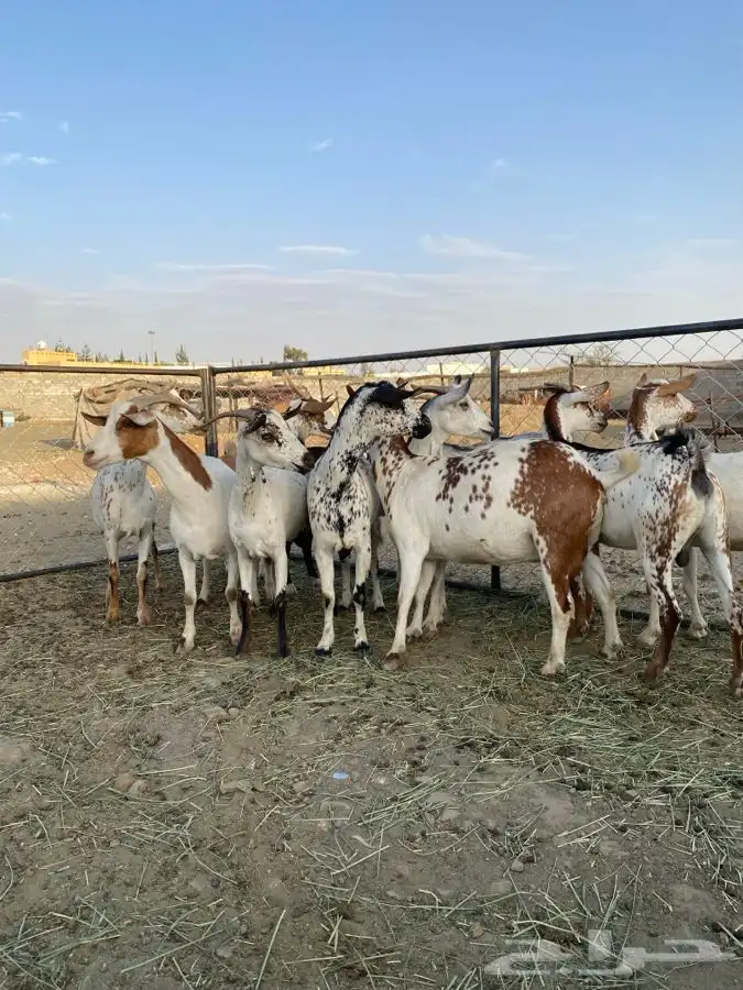 معزا حص بقش صنف الصنف 3