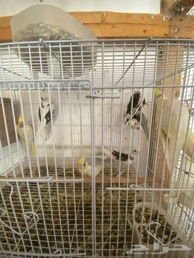 ازواج للبيع 8