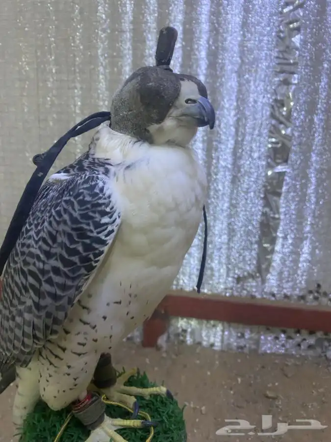 مطلوب حر مثلوث 0