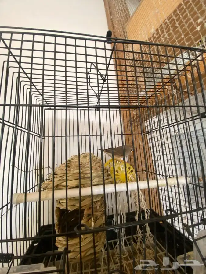 ازواج للبيع 3