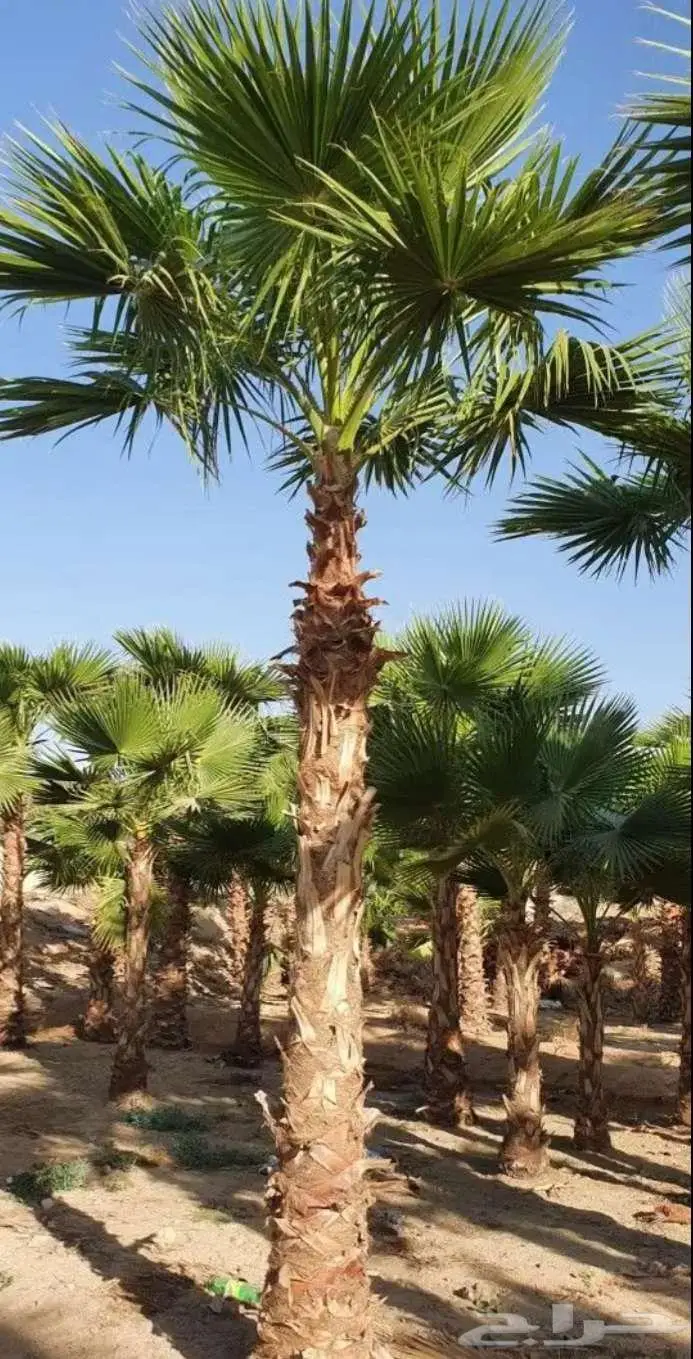 نخل واشنطني زينه واشنطن للبيع 2