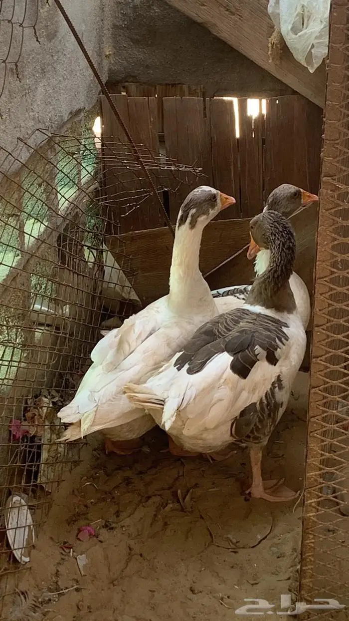 وز طقم 1