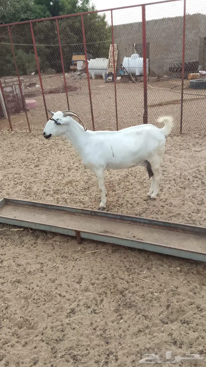 عنز بيشيه فااخره دافع ومنتجه تويمه 3 من مراح سمير الزبيدي 1