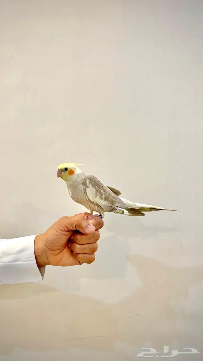 كروانات للبيع 0