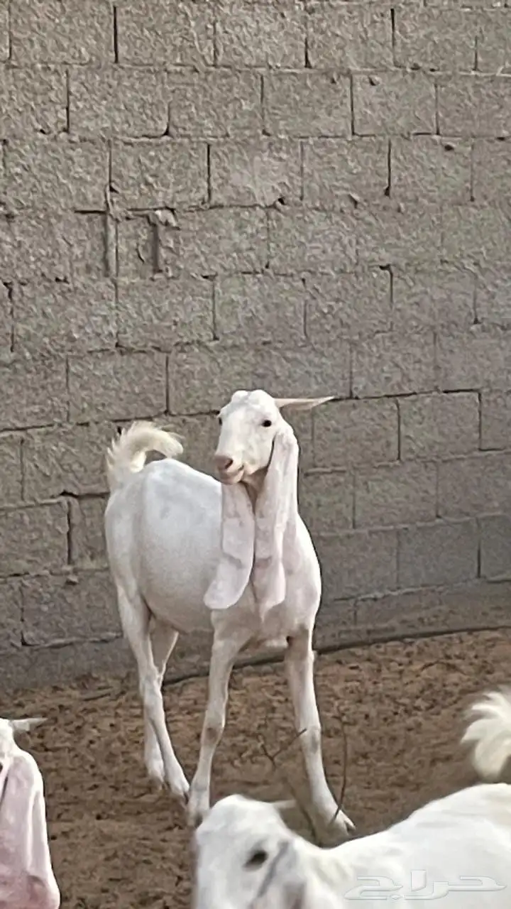 فحل هولندي 3