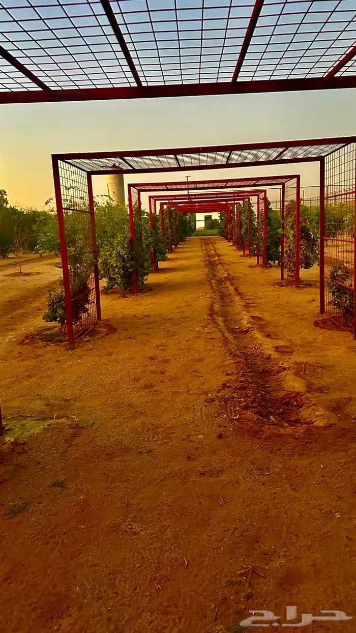 بستان للإيجار اليومي في حائل (القاعد) 10 آلاف متر 5