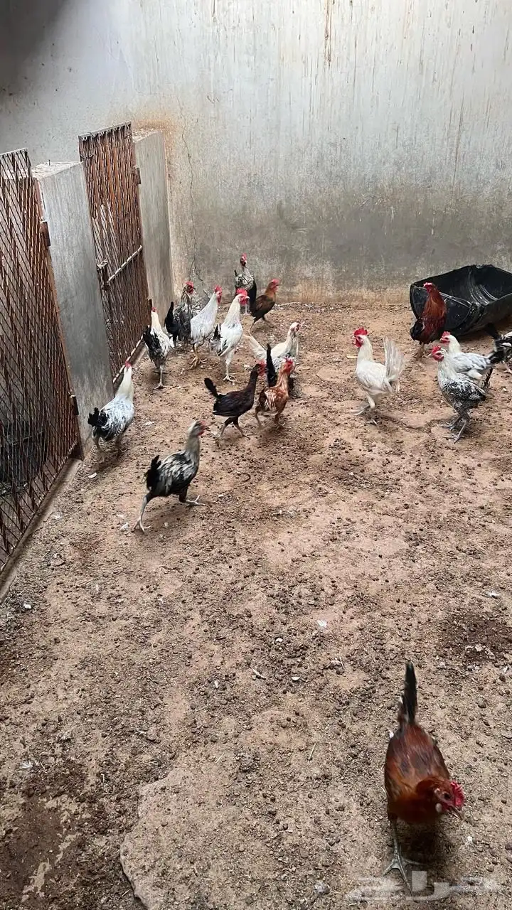 أدياكه العدد تغريبا 40 الي يبي ياكل او يربي 1