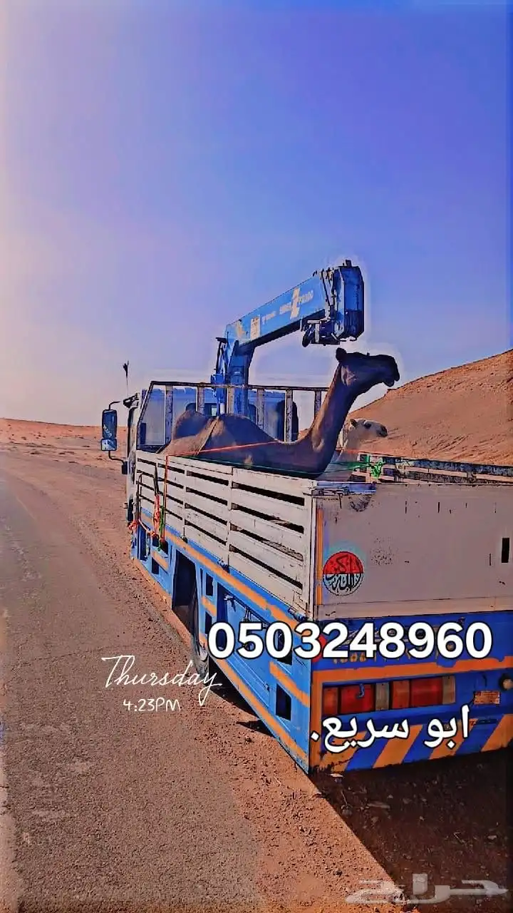 ابل نقل دنا كرين ونش لنقل الابل جميع المشاوير داخل وخارج index